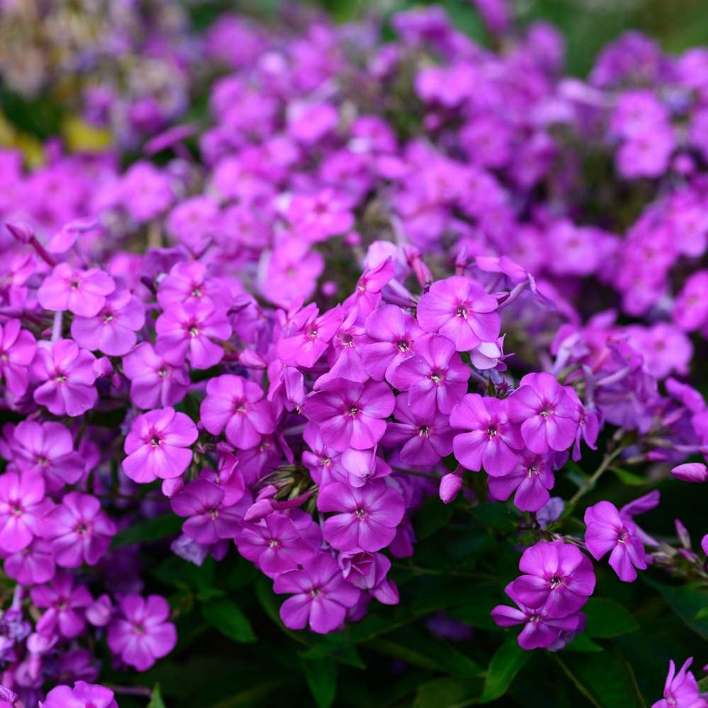 Høstfloks 'Amethyst'